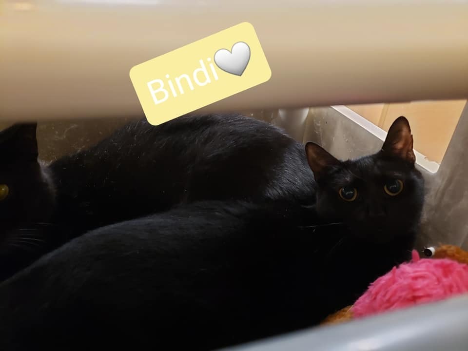 adoptable Cat in Willingboro, NJ named Bindi