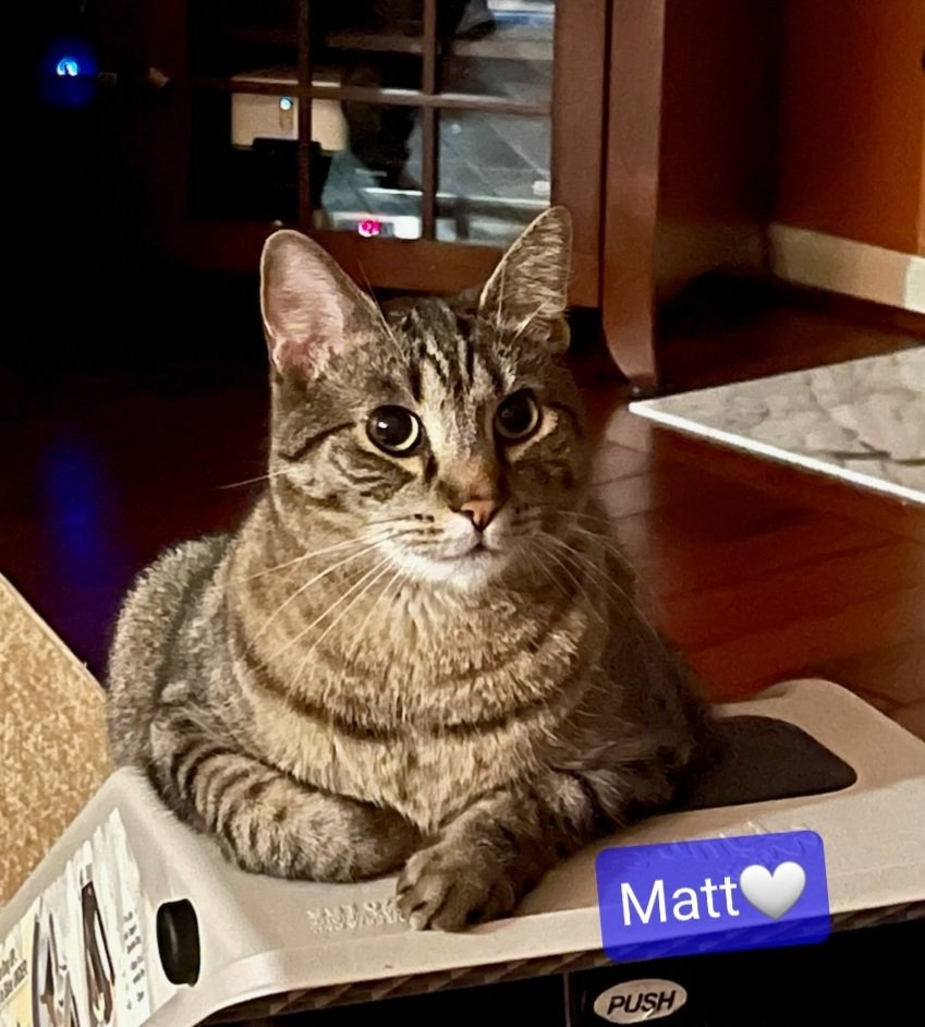 adoptable Cat in Willingboro, NJ named Matt
