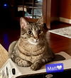 adoptable Cat in Willingboro, NJ named Matt