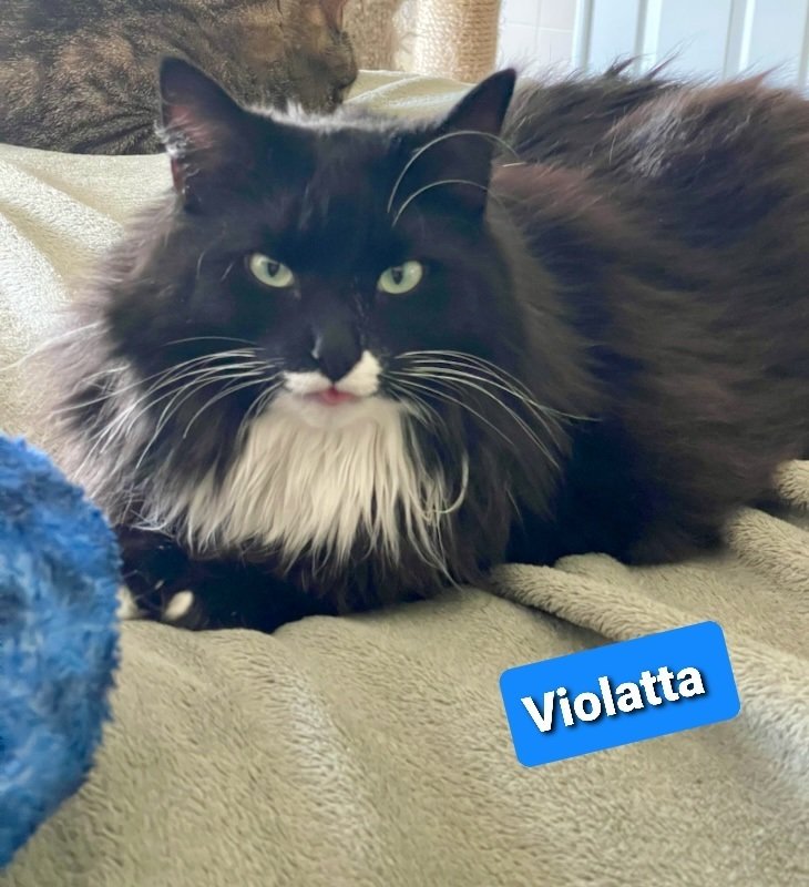 adoptable Cat in Willingboro, NJ named Violatte