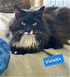 adoptable Cat in willingboro, NJ named Violatte