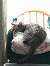 adoptable Cat in willingboro, NJ named Whiskers