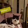 adoptable Cat in willingboro, NJ named Winter