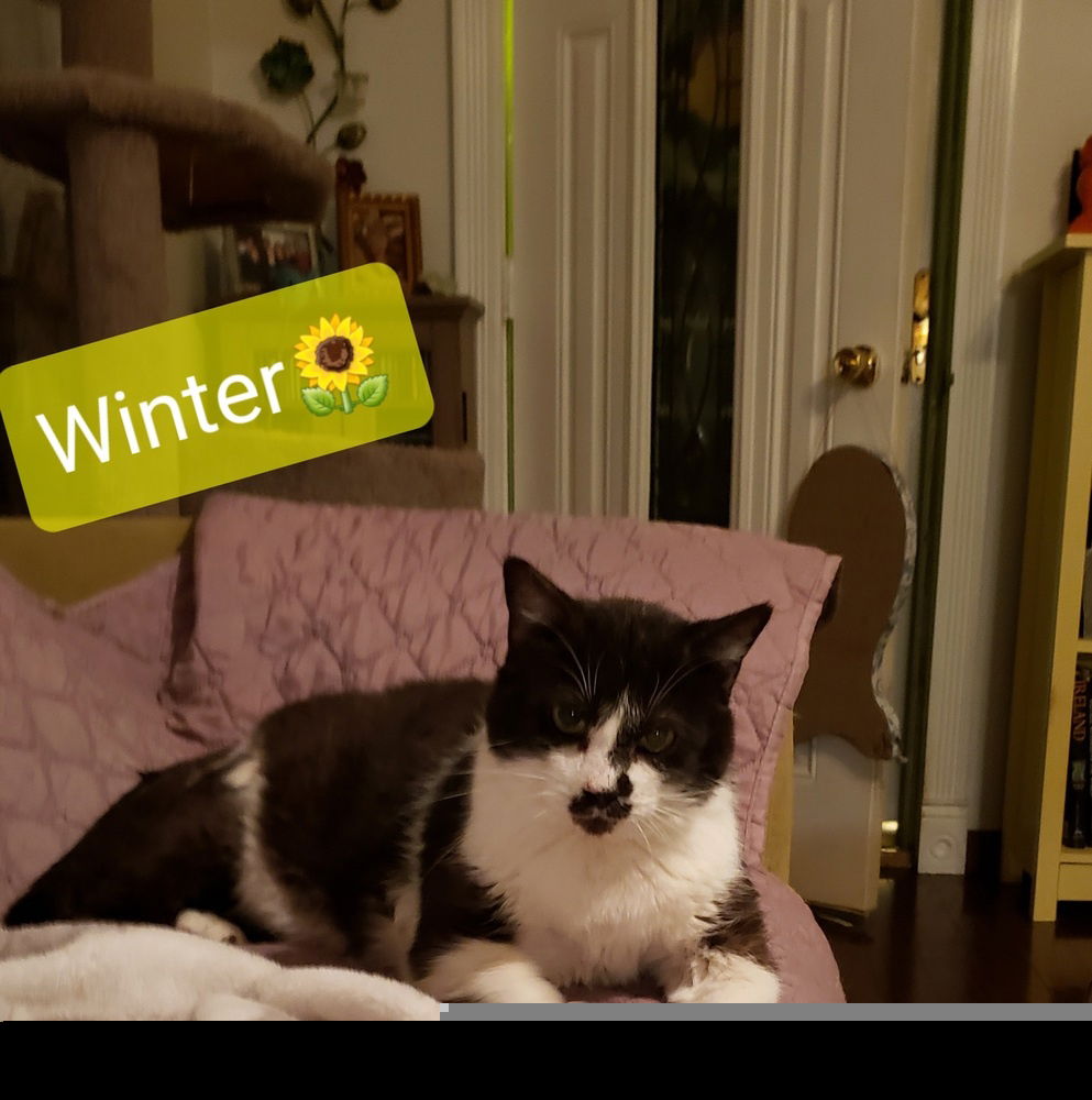 adoptable Cat in Willingboro, NJ named Winter