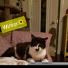 adoptable Cat in willingboro, NJ named Winter
