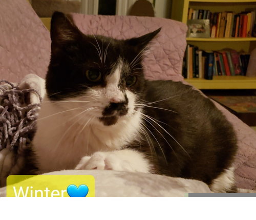 WINTER - Domestic Short Hair available for adoption