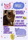 adoptable Cat in willingboro, NJ named Timothy