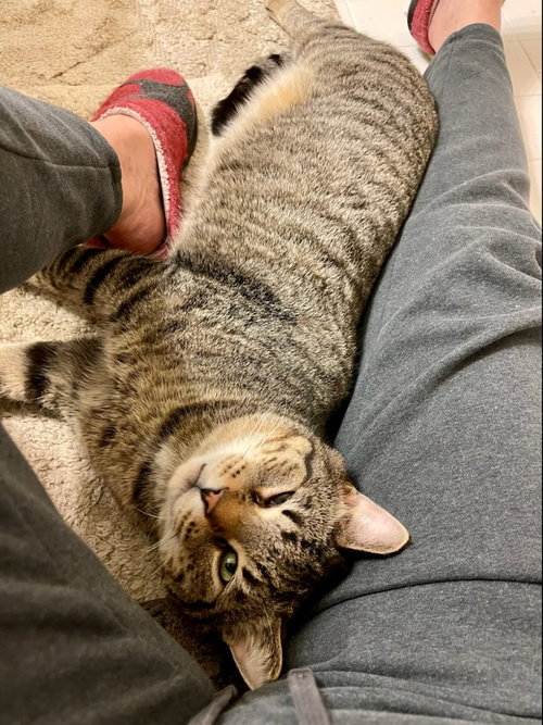 TIMOTHY - Domestic Short Hair available for adoption