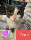 adoptable Cat in willingboro, NJ named Tessie