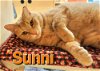 adoptable Cat in willingboro, NJ named Sunni