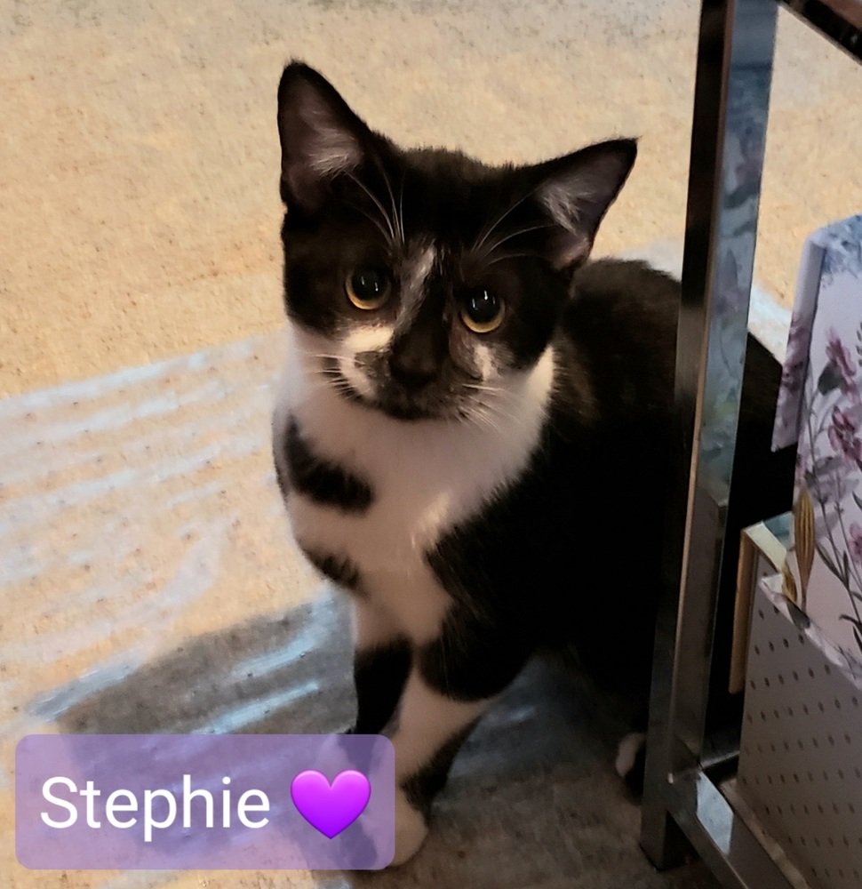 adoptable Cat in Willingboro, NJ named Stephie