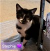 adoptable Cat in willingboro, NJ named Stephie