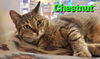 adoptable Cat in Willingboro, NJ named Chestnut