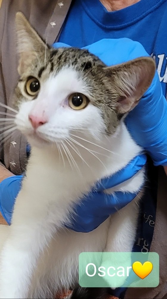 adoptable Cat in Willingboro, NJ named Oscar