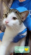 adoptable Cat in willingboro, NJ named Oscar