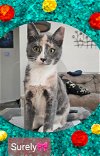 adoptable Cat in willingboro, NJ named Surely