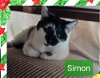 adoptable Cat in willingboro, NJ named Simon