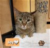 adoptable Cat in , NJ named Joy