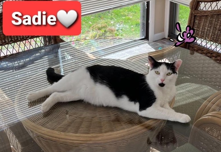 adoptable Cat in Willingboro, NJ named Sadie