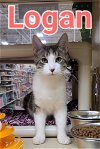 adoptable Cat in willingboro, NJ named Logan