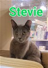 adoptable Cat in willingboro, NJ named Stevie