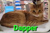 adoptable Cat in Willingboro, NJ named Dapper