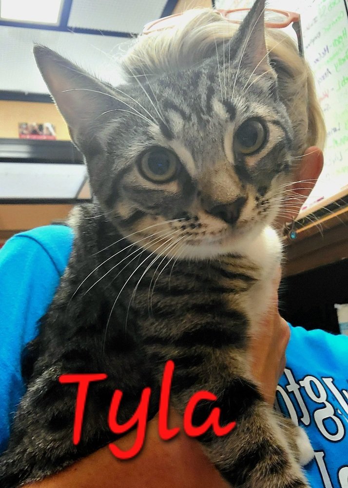 adoptable Cat in Willingboro, NJ named Tyla