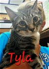 adoptable Cat in willingboro, NJ named Tyla