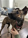 adoptable Dog in willingboro, NJ named Maeve