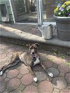 adoptable Dog in willingboro, NJ named Tina