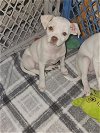 adoptable Dog in willingboro, NJ named Jessie
