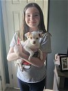 adoptable Dog in , NJ named Jessie