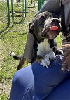 adoptable Dog in willingboro, NJ named Hershey