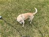 adoptable Dog in willingboro, NJ named Goldie