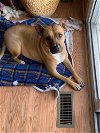 adoptable Dog in willingboro, NJ named Harper
