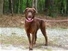 adoptable Dog in willingboro, NJ named Shannon