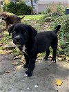 adoptable Dog in willingboro, NJ named Magnum