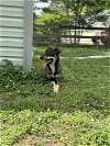 adoptable Dog in willingboro, NJ named Lucie
