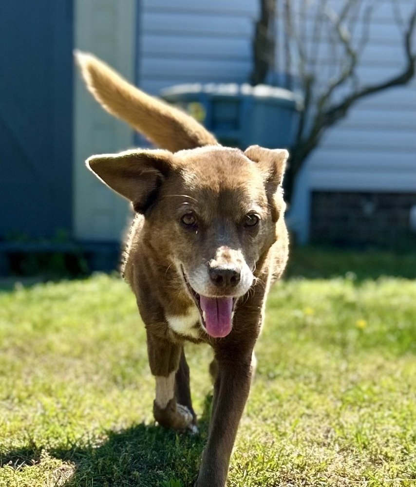adoptable Dog in Willingboro, NJ named Sadie