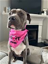 adoptable Dog in willingboro, NJ named Summit
