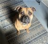 adoptable Dog in willingboro, NJ named Maybell