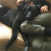 adoptable Dog in willingboro, NJ named Sprinkles