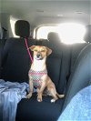 adoptable Dog in willingboro, NJ named Winnie