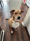adoptable Dog in willingboro, NJ named Seamus