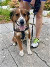 adoptable Dog in , NJ named Lady