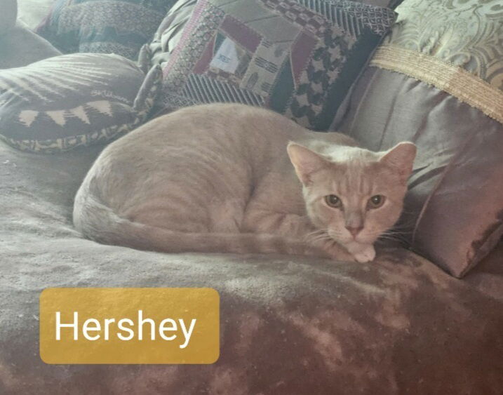 adoptable Cat in Willingboro, NJ named Hershey