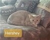 adoptable Cat in , NJ named Hershey