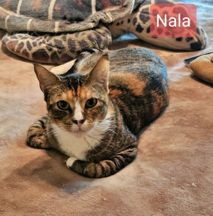 adoptable Cat in Willingboro, NJ named Nala