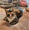 adoptable Cat in  named Nala
