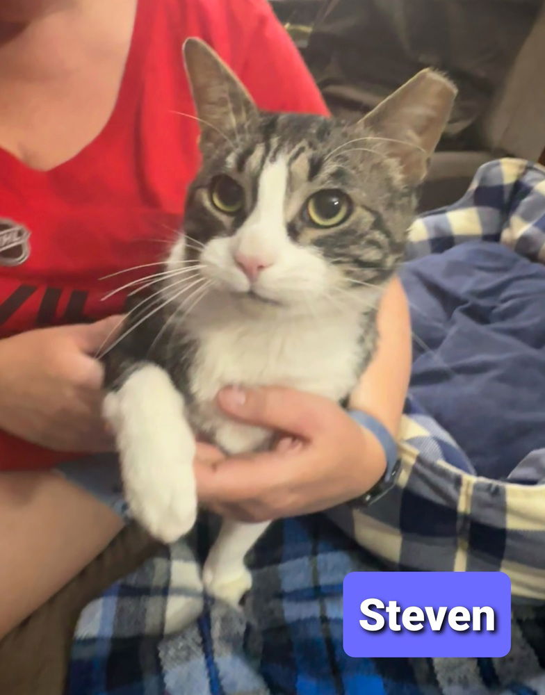 adoptable Cat in Willingboro, NJ named Steven